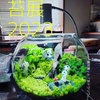 【苔展2023】加古川市民ギャラリーで、苔展が開催されております！！【2023年2月13日（月）〜18日（土）】