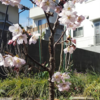 鉢植えの桜が開花しました！ （雑談）