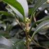 キンモクセイ（金木犀）のつぼみ　Osmanthus fragrans var. aurantiacus