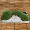 山苔がうぐいす色になりました。苔鉢-178