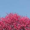 天下第一の桜 高遠城趾公園 桜 ２０２２年 開花 見頃は？
