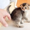 可愛いネコちゃんシリーズー3・・・