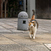 地元観光地のねこさん