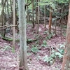 朴木金山の柴金遺構