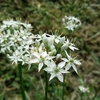 珍芝黄が求めてさまよった不老草が花を咲かせた。