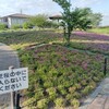 シバザクラの名所とされる三ツ又池公園＠弥富市にも行ってみたがちょっと遅かった