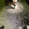 またまたトンガリ釣り笑　そろそろ終わりかな？