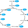 クエン酸回路の炭素数の変化は、簡単な足し算でバッチリ理解できる！