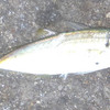 チヌが釣れないかなぁ・・・って行ってみたけれど