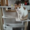 祝日の朝にキャットタワーの場所変更。