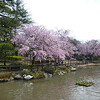 日本庭園のしだれ桜