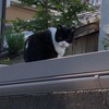 屋根の上の黒白猫