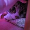 昼は中、夜は外