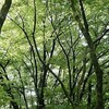 朝の平和公園の森