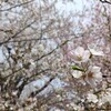 上野の桜。