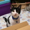 可愛い顔で登録する三匹の猫たちの保険写真