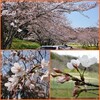 袖ケ浦公園 ソメイヨシノ開花状況