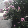 ９月の花