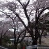 満開の桜…