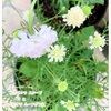 2種類のスカビオサ の花