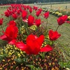 晩春に咲く花／大船フラワーセンター１　　よく整備された花壇が、入場ゲートの先，そして広い芝生の中にあって，春の花が咲き誇っていました．デージー，カリフォルニアポピー（ハナビシソウ），キンセンカ，アリッサム，イベリス　そして，ワスレナグサとチューリップ．　仏蘭西のみやび少女がさしかざす勿忘草の空いろの花　北原白秋　　起きてみて，／また直ぐ寝たくなる時の／力なき眼に愛でしチュリップ！　石川啄木　　八重ざくら春の名残りと散り頻（し）くに心は寄りて木の下に来つ　村松英一