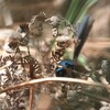 ムナグロオーストラリアムシクイ(Variegated Fairy-wren)