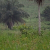 ヒガシマキバドリ Eastern Meadowlark