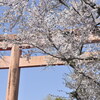 2020　一の坂周辺の桜　その壱（八坂神社）