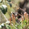 早春の昆虫たち~ギフチョウ、ホソミオツネントンボ、ビロウドツリアブ