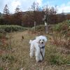 【犬連れ日帰りドライブ】ラムサール条約湿地【芳ヶ平湿原】 群馬県 中之条町