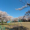 桜南小学校のサクラ（2022）～つくば市とその周辺の風景写真案内（７３３）