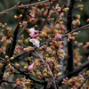 河津桜が咲き始めました