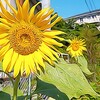 風景写真をイラスト風に★無料スマホアプリ★フォトディレクター