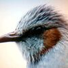 ・鳥の目を欺きたい