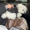 犬種による震えやすさの違い　マルチーズは怖がり？