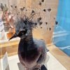 【とり】上野・科学博物館「特別展〜鳥〜」を見に行く