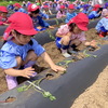 芋苗植え🌱ポップコーン苗植え🌱
