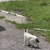 「猫ログ:003」温泉神社を目指して歩いていたら思いがけず猫充してしまいました。（栃木県日光市）