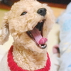 ポンポン復調の兆し