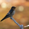 リュウキュウツバメ(Pacific Swallow)