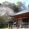 観音寺本堂(重要文化財)桜満開