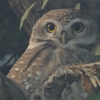 Spotted Owlet インドコキンメフクロウ (インドの鳥その16)