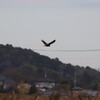 甘田のチュウヒ　歳末玉手箱　狩りをするチュウヒ