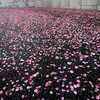 落花・・・