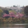 桜狩りー県立三ツ池公園