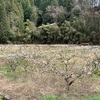 岡山県真庭市にて　梅の木