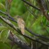 初遭遇の野鳥！！きっとたぶんオオヨシキリ！