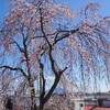 下館町役場跡(羽黒山清瀧寺跡)の桜と、青木繁の碑