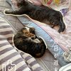 きなこちゃんとミケ茶、つみれちゃんがいっぱい32　猫3匹と暮らす夫婦