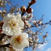 四季の郷公園の梅の花